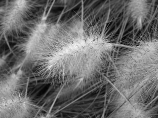 Detalle en blanco y negro de gramínea ornamental en un jardín de Colleville-sur-Mer, Francia