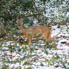 Roe Deer Hiding in Holly in a Wood