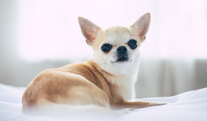 Beautiful little chihuahua dog is lying on the couch and relaxing at home