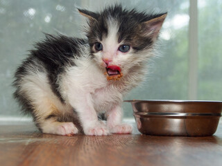 Kitten has wet food left on his chin and nose. Messy eating.