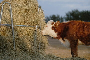 Hereford calf eating round bale of coastal hay from feeder on farm.