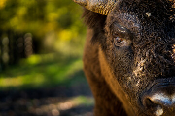 Close-up shot with half of the face of a brown wisent (European bison) located in its natural...