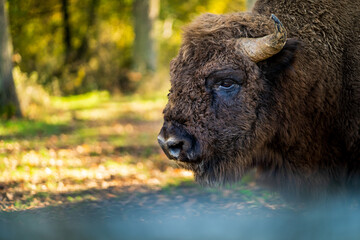 Close-up shot with the head of a brown wisent (European bison) located in its natural environment in a reservation in southern Romania. Endangered species among wildlife.