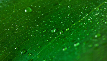 Wet surface of monstera green leaf with drops of water. Macro photography. Selective focus.