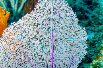 Common sea purple sea fan in the Caribbean waters © Focused Adventures