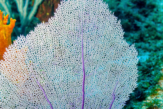Common sea purple sea fan in the Caribbean waters