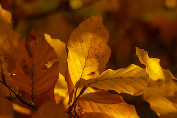 Jesienne liście © JacekJ