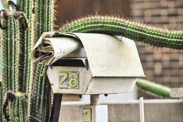 Cactus over mailbox