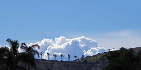 Panoramic view of a palm lined hill with blue sky and big cumulus cloud above