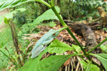 Canal tree frog (Boana rufitela), tropical tree frog from Central America, sleeping on a leaf.