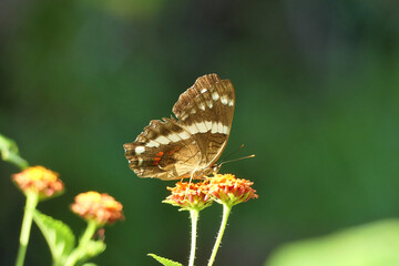 Banded peacock (Anartia fatima), beautiful tropical butterfly from Central America, pollinating a flower.