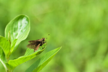 Brown skipper (Hesperiidae) from Central America