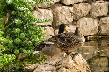 Duck couple on a stone in a pond talking to each other. Parque La Marjal, Alicante, Spain