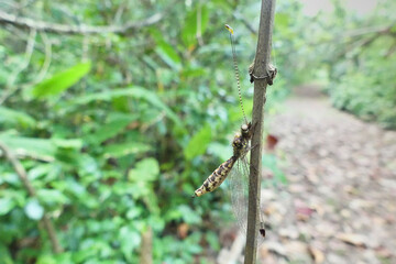 Ulolidine split-eyed owlfly (Ululodes sp.), a member of the antlions. Photographed in Costa Rica