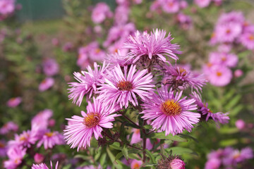 Aster perennial autumn, pink flowers.