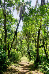Obraz premium Path in the tropical jungle of Costa Rica, Central America.