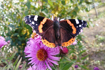 Butterfly "admiral" on a pink flower in the summer garden.