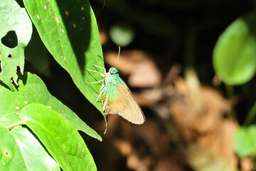 Dicot skipper (Hesperiidae: Astraptes). Pretty green and brown butterfly from central america.