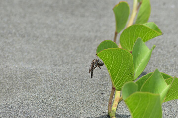 Hanging-thief Robber fly (Asilidae: Diogmites) hanging from a leaf while eating a little bee in the beach.
