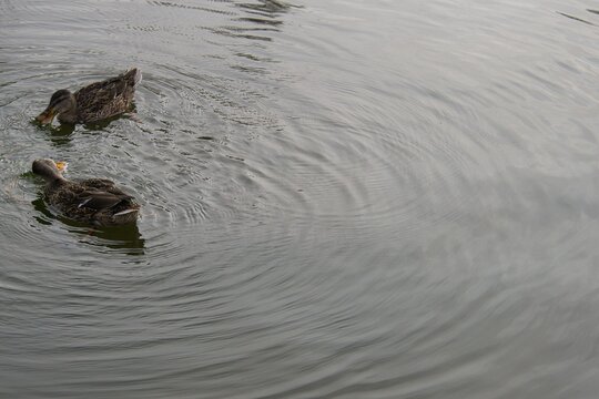 Couple of ducks swimming in a pond. Nature. Parq