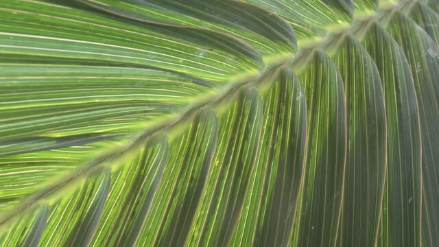 Close-up palm leaf, Tropical coconut palm fronts sway in a gentle breeze. Dolly shot,