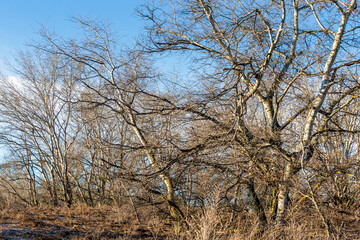 Chopos en Rivasvaciamadrid. Madrid. España. Europa.