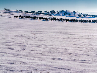 Nieve y olivos. Pinto. Madrid. España. Europa.