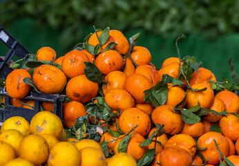Fototapeta na wymiar Mandarins, oranges on display at farmers market, for sale, fresh and healthy fruits.