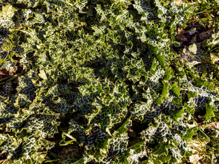 Milk thistle (Silybum marianum)