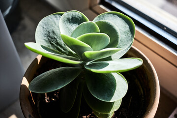 A plant on the windowsill in the sun