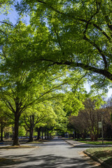 A beautiful spring park on a sunny day, large trees with young green leaves and an asphalt road. Milliken Park, Spartanburg, SC, USA