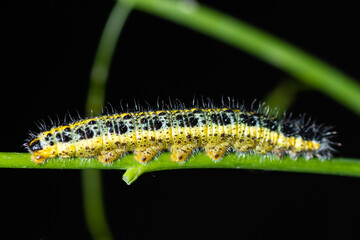 yellow caterpillar on a leaf