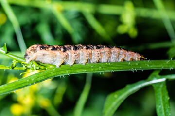 caterpillar on leaf