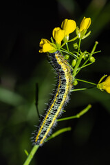 yellow caterpillar on a leaf