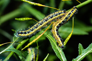 yellow caterpillar on a leaf