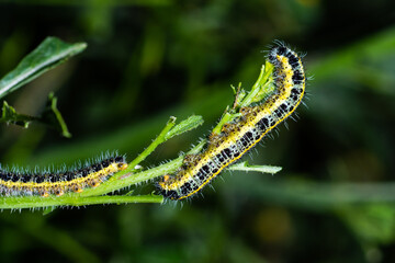 caterpillar on a leaf