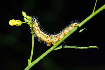caterpillar on a leaf