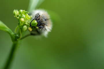 bee on a flower