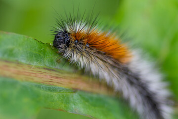 caterpillar on a leaf