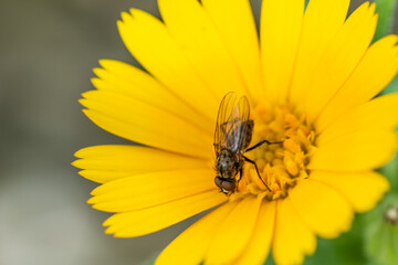 bee on yellow flower