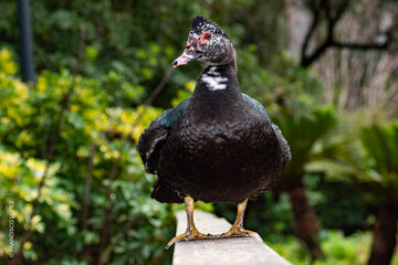 pigeon on the ground