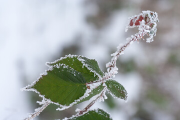 Oszroniona roślinka