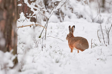 European Hare in the snowy forest  (Lepus europaeus).