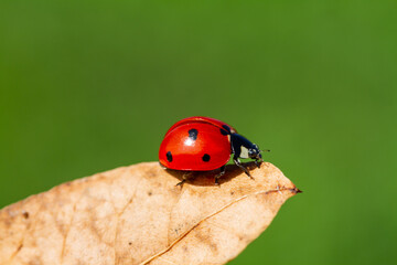 red ladybug on green leaf