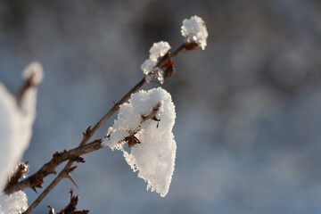 Ośnieżona gałązka