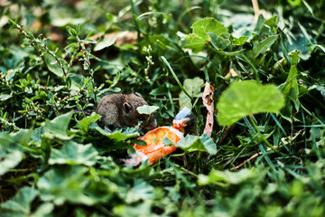 A Small baby mouse looking for food