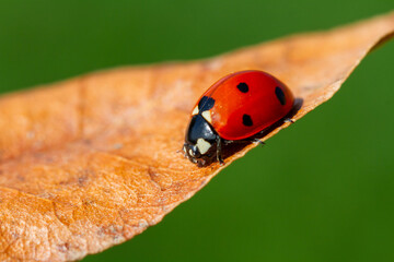 red ladybug on green leaf