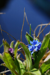 close-up of forget-me-not flower on water background 