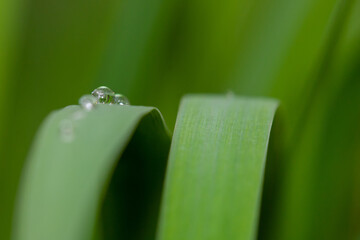 Kropelki i dwie trawy
