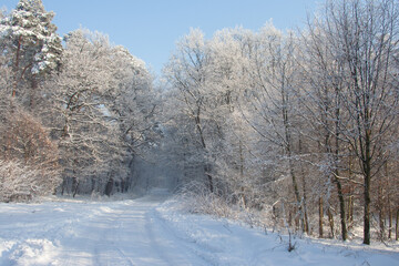 Zimowa droga w lesie